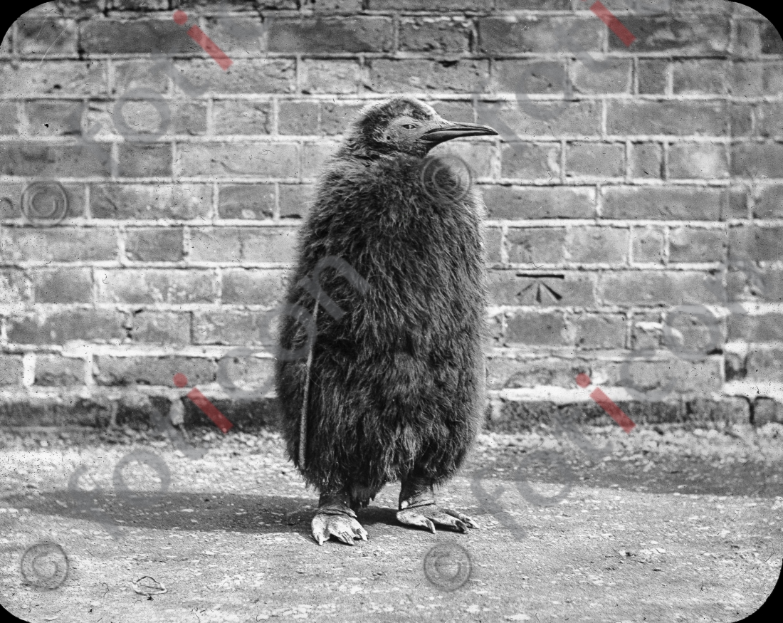Pinguin | Penguin  - Foto foticon-simon-167-061-sw.jpg | foticon.de - Bilddatenbank für Motive aus Geschichte und Kultur